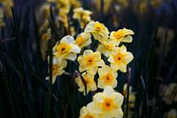 Geel, Bloemen op donkere achtergrond