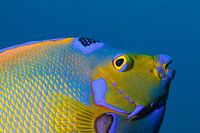 Poisson ange couronné.