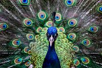 Pfau, Nahaufnahme, Fotografie