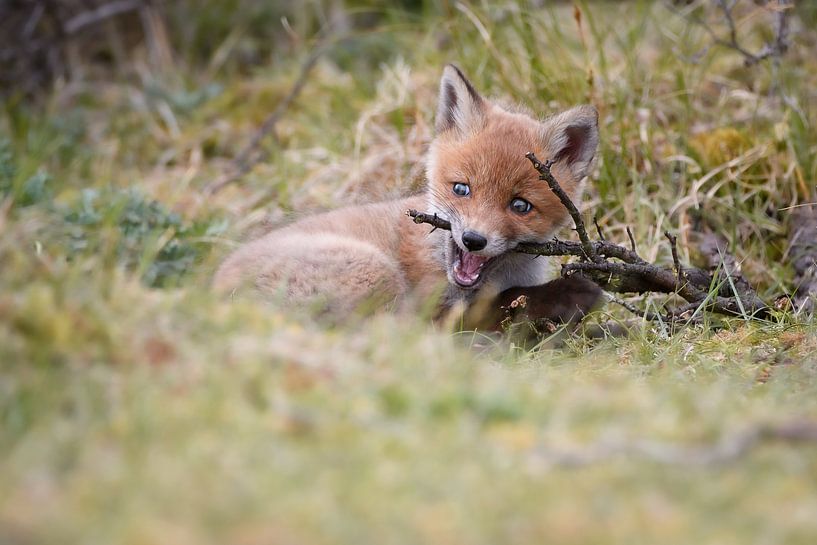 Fuchs-Welpe von Andy van der Steen - Fotografie