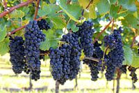 Ripe red wine grapes