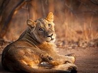 Junger Löwe in der Abendsonne (Landschaft)