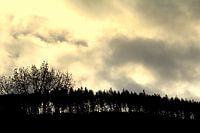 Laubbäume auf einem Berg (Baumgrenze)