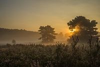 Morning light on the Brunssummer Heath 