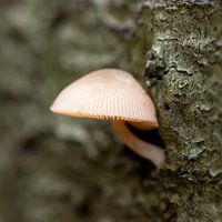 Pilz gegen Baumstumpf