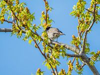 Sylvia Atricapilla im Frühling