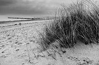 Dünengras am Naturbelassenen Strand