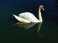 Beautiful Swan