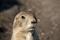 Stokstaartjes in Blijdorp