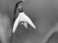 Sneeuwklokje zwart-wit