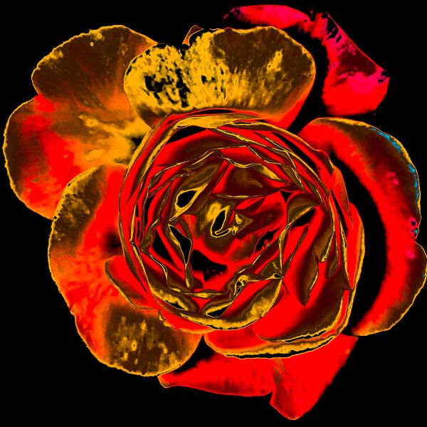 Rose d'or par arjan doornbos