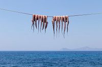 Oktopus auf der Wäscheleine