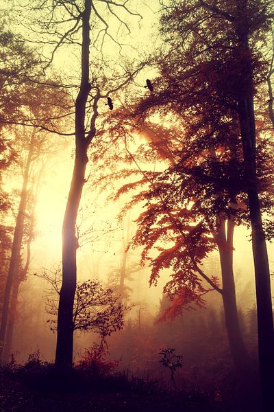 Mémoires par Dirk Wüstenhagen