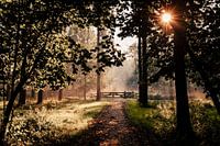 Passage éclairé au lever du soleil dans le Bos Leeuwarder