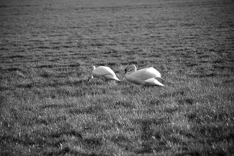 Twee zwanen op een weiland in Emsland van Bianca Meyering Fotos - BMF