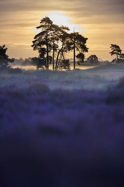 Lever de soleil dans les dunes de Loonse et Drunense par Kneeke .com