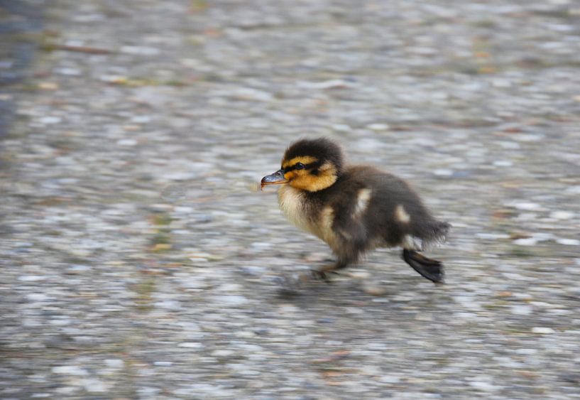 Quickly chasing after mom by Natuurpracht   Kees Doornenbal