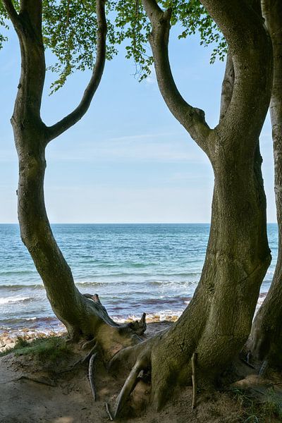 Arbres sur la falaise près de Heiligendamm sur la côte allemande de la mer Baltique par Heiko Kueverling