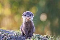 Kleurrijk portret van eigenwijze baby otter