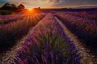 Lavender field in Provence at sunset