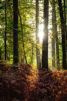 Sunrays illuminate ferns in the Speulderbos