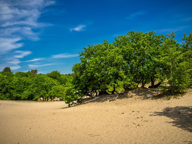 eine sandige Ebene mit Bäumen von Martijn Tilroe
