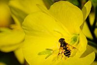 Nachtkerze mit Schwebfliege