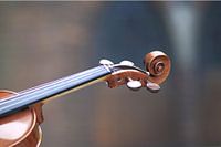 violon 1 / détail du cou couché