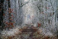 sprookjesachtig bospad