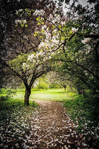 Magnoliahaag von Janny Kanters