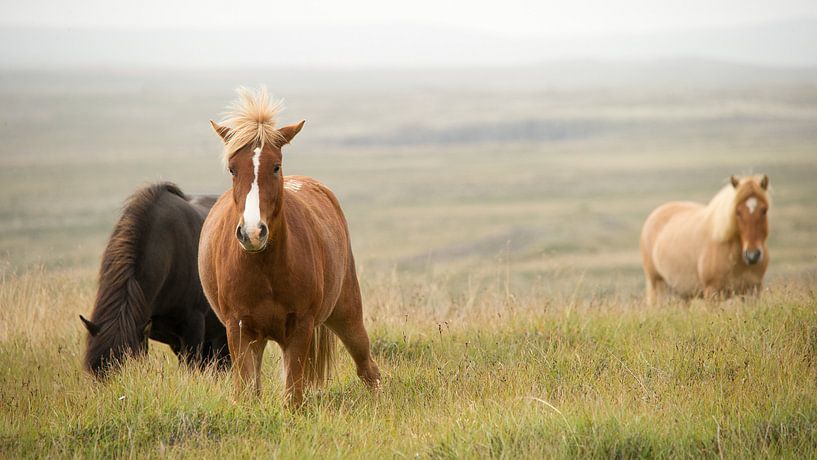 Isländische Ponys von Paul Barendregt