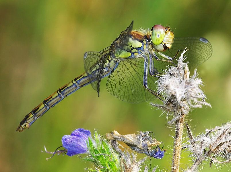 Libelle von Frank Herrmann