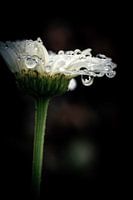 Teardrop from flower