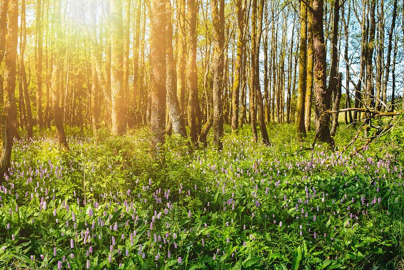 Wald Idylle von Claudia Evans