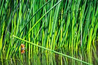 Meerkoet (rietkip)  in het riet - Fulica atra