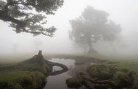 Fairy Forest of Madeira I