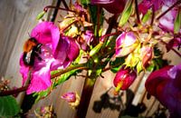 Hard werkende bij - Working Honey- Bee 