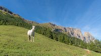White horse in the mountains of South Tyrol - Pferdefreunde