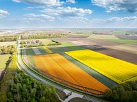 Fields of Golden Glory