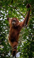 Orang Utan in Gunung Leuser nature reserve, near Bukit Lawang - Sumatra, Indonesia