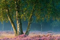 zonsopgang op de tafelbergheide