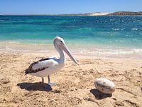 Pelikan am Strand, Australien