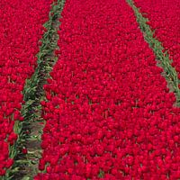 Red Tulips