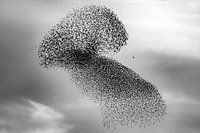 Gruppe von Staren (Sturnus vulgaris) im Flug