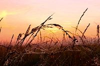 Spinnennetz mit Sonnenaufgang