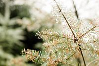 De minuscules gouttelettes