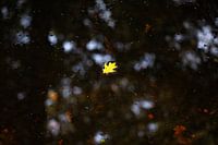 Sich über Wasser halten