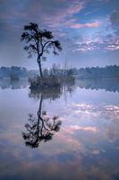 La forêt et les marais d'Oisterwijk