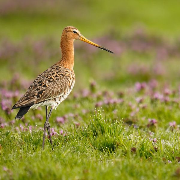 Frühlingslob: Anmutige Uferschnepfe von Sander Dreschler