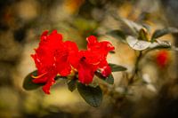 Rhododendren Mönchengladbach